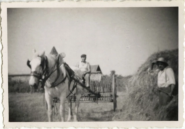 PHOTO ANCIENNE - VINTAGE SNAPSHOT -ANIMAL CHEVAL CALÈCHE ATTELAGE PHOTO ANCIENNE - VINTAGE SNAPSHOT -ANIMAL CHEVAL CALÈCHE ATTELAGE