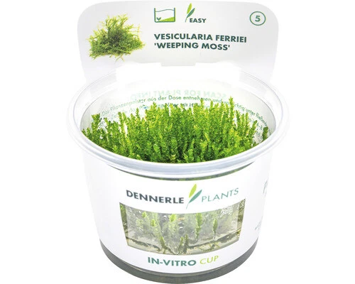 Schlafmoosgewächs - Vesicularia ferriei In-Vitro
