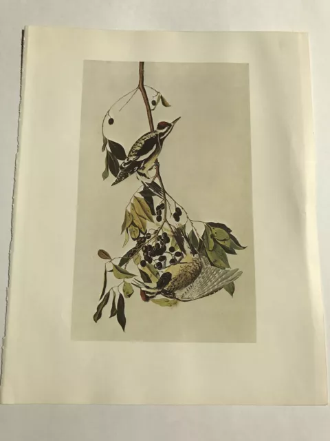 John James Audubon Bookplate Plate 395 Bird Print 1966 Yellow-Bellied Sapsucker