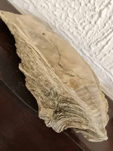 Fossile Huitre 25 cm - Oyster Shell