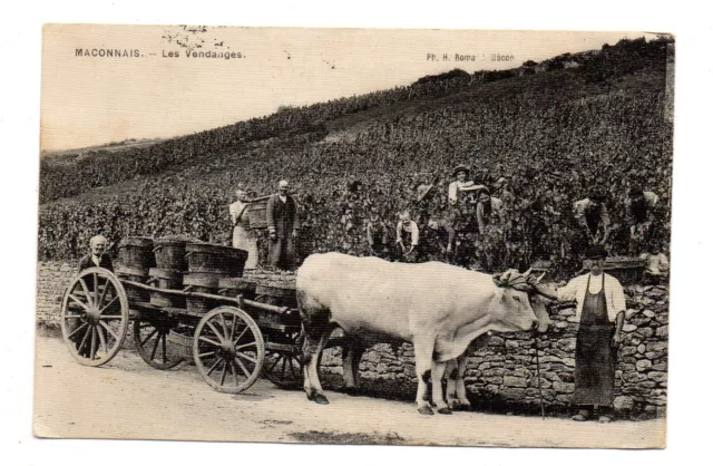 CPA - 71 - MACONNAIS -  Les Vendanges - animée - voyagée en 1908