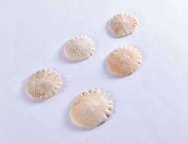 1x Premium Small Echinoid Fossil Sea Urchin Sand Dollar Heliophora - Pliocene