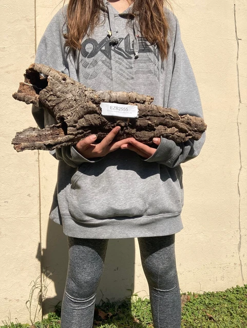 LARGE Y CORK - #2555 - for Reptiles, Airplants, Orchids, and Terrariums
