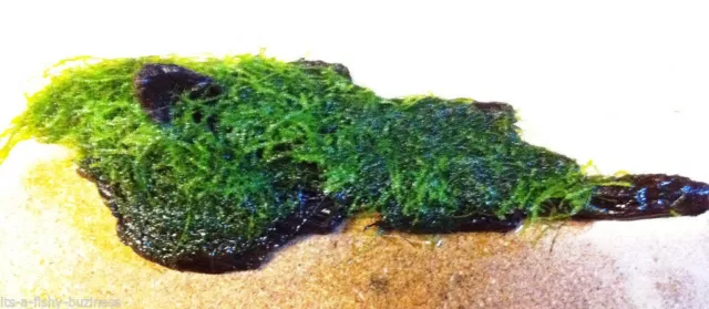 JAVA Moss on Bog wood * Taxiphyllum barbier * Live Plants