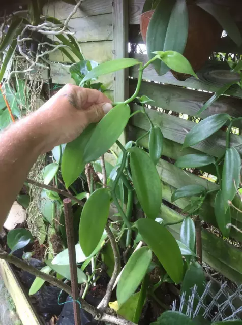 1 Vanille bouture cutting 2,3noeuds de l’île de La Réunion (La vanille bourbon)