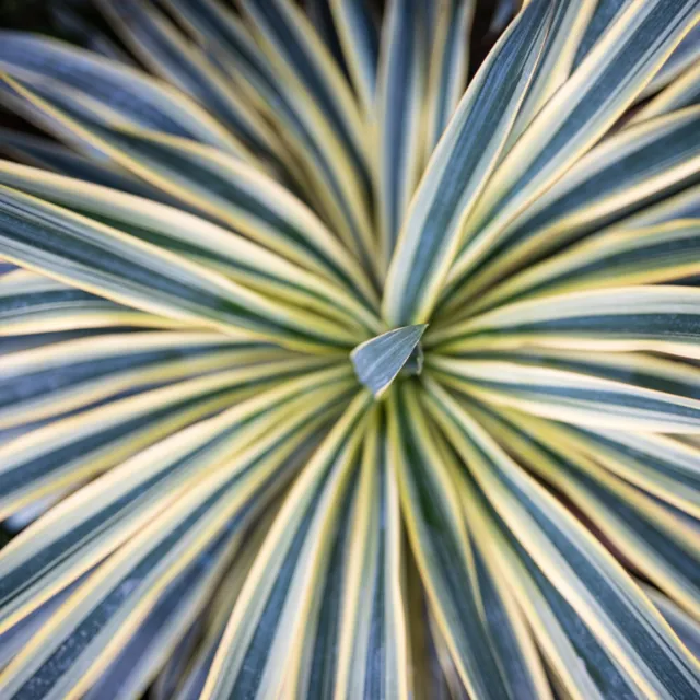T&M Cordyline Australis Torbay Dazzler Cabbage Palm 1 or 3x 9cm Potted Plant