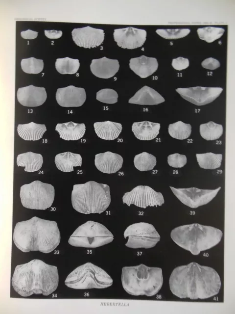 Brachiopods Hebertella Dalmanella Heterorthina Ordovician USGS Prof Paper 1066M