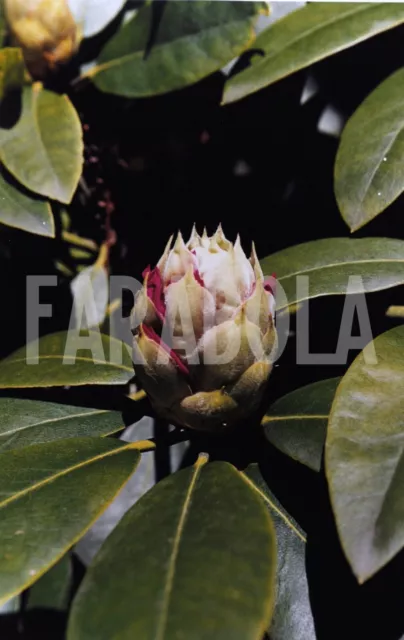 Altes Pressefoto Italien, Blossom Von Rhododendron, 2001, Druck 20x30 CM