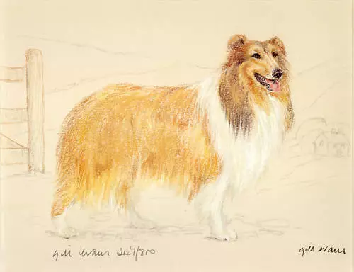 Rough Collie Lassie Sheepdog Dog Fine Art Limited Edition Print