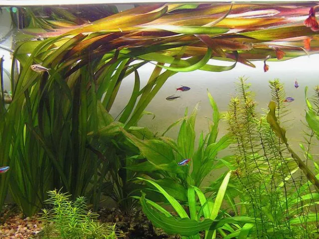 vallisneria gigantea  10  plantes aquarium facile