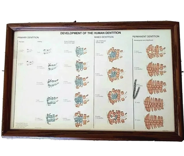 Vintage 1982 Dental, Dentition Chart, Framed USA, Medical Dentist Office Decor