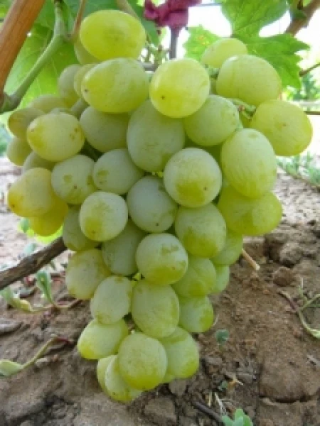 Weinrebe , pilzfeste  Tafeltraube  Garold.