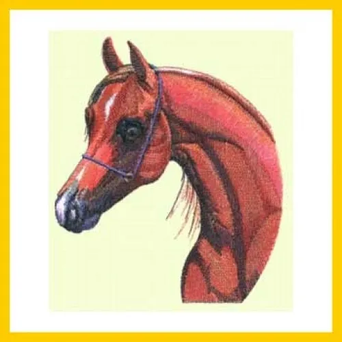 Embroidered Sweatshirt - Arabian Horse BT1538 Sizes S - XXL
