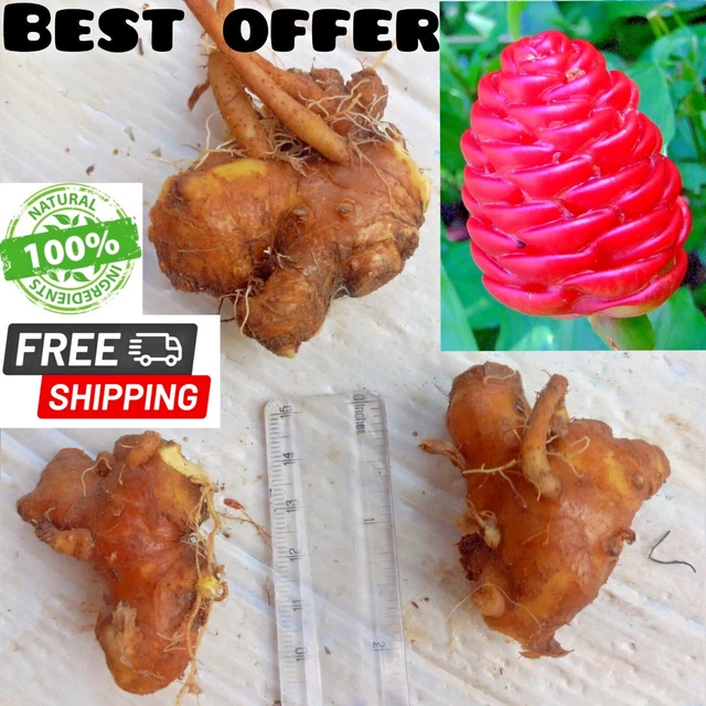 3 SHAMPOO GINGER Rhizomes, Zingiber Zerumbet, Pine Cone, Free & Fast