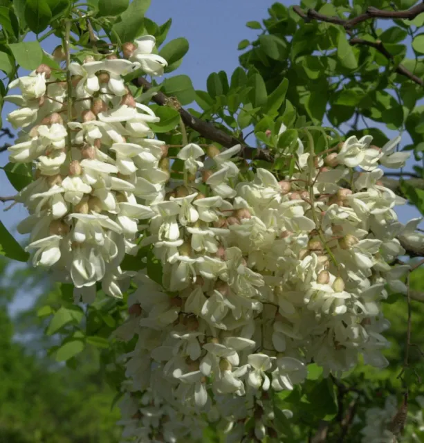 Zwerg Korkenzieher Robinie Twisty Baby 60-80cm - Robinia pseudoacacia