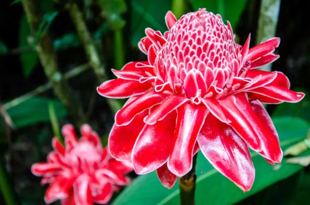 SAMEN der schöne rote Ingwer hat Blüten, die wie Erd- oder Himbeeren aussehen