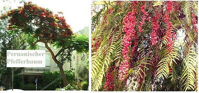 Schinus molle,Rosa Pfeffer selbst ernten 100 Peruanischer Pfefferbaum Samen 