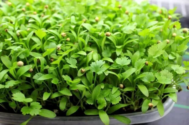 Coriander Microgreens Herb Seeds (1500 seeds) Herb Coriander Seeds herb cilantro