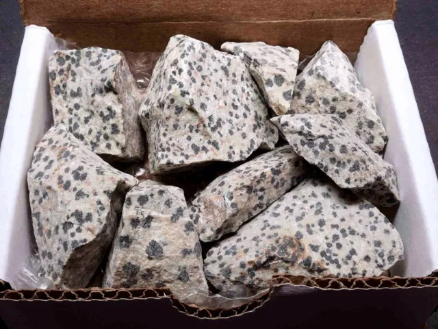 Dalmation Jasper Collection 1/2 LB Natural Black & White Mineral Specimens