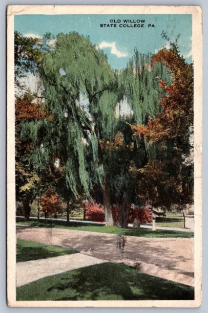 Postcard State College PA Old Willow Penna. State College 1921