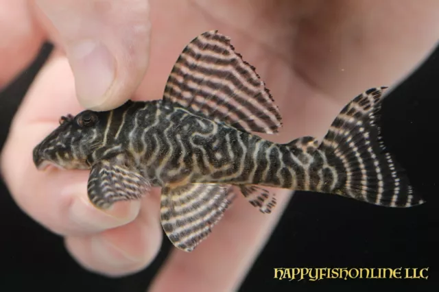 L333 Yellow Alenquer King Tiger Pleco! You Get The Actual Live Fish In Photos Xl