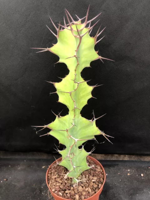 Euphorbia Grandicornis Vivaio Il Giardino Di Maya Cactus Piante Grasse B10