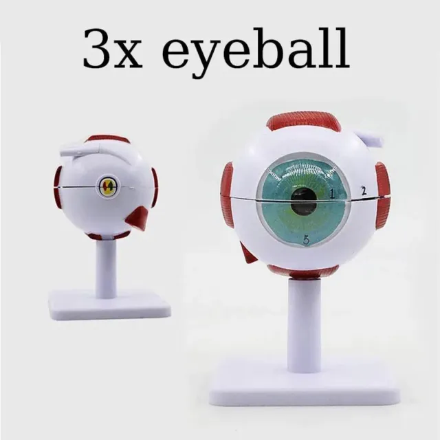 Human Eye Anatomy Eyeball Model ENT 3 Times Ophthalmology Internal Structure