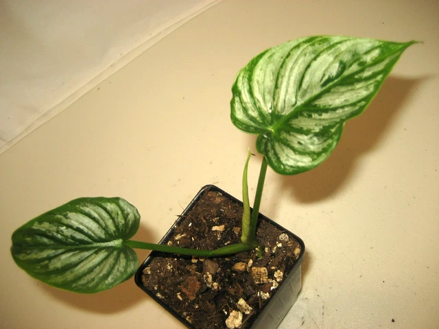 Very Rare Philodendron Mamei "Silver Cloud" Variegated Plant Amazing Leaf Very Rare Philodendron Mamei "Silver Cloud" Variegated Plant Amazing Leaf