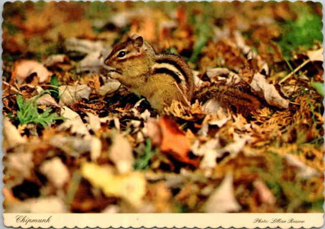 Vintage Chipmunk in the Forest Postcard