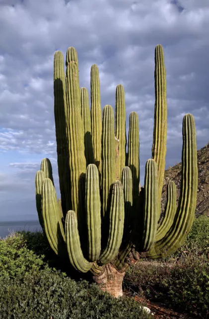 50 Seeds Pachycereus pringlei Mexican Giant Cardon Gigante Elephant Cactus Nopal