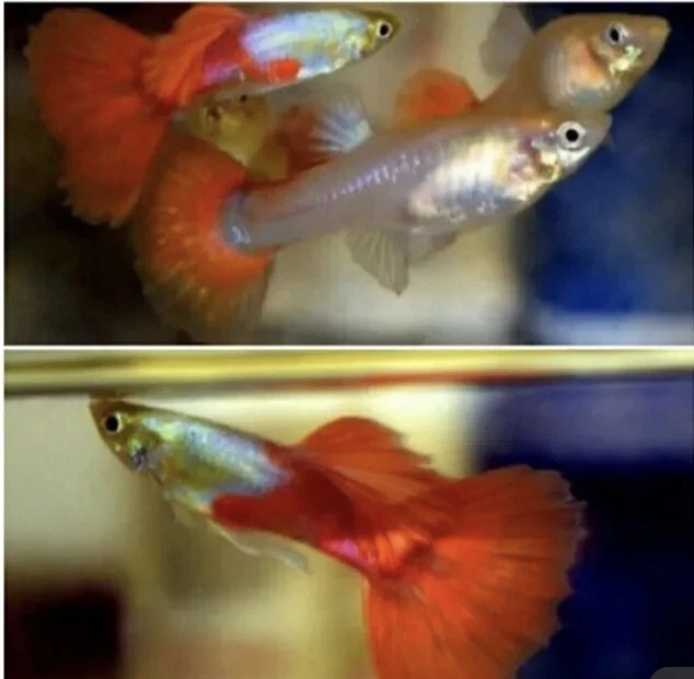 1+ Trio TOP QUALITY Platinum Red Tail Guppies Fish