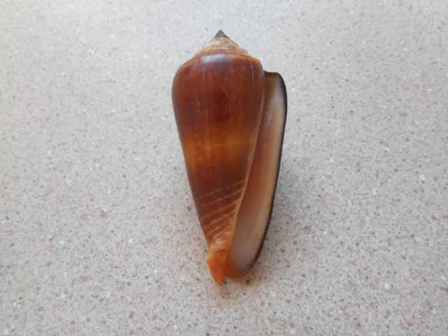 conus ochroleucus tmetus,Uncommon shell!