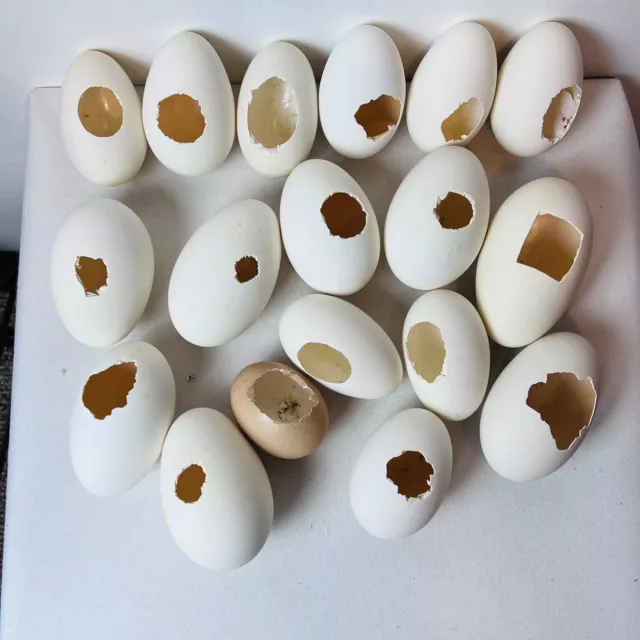 Lote De Huevo De Ganso Hueco Soplado Agujero Medio Cortado Psanky Easter Bird Crafts 19