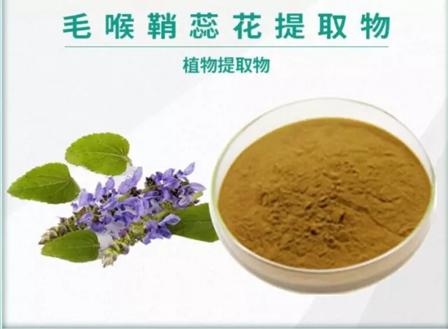 500g Coleus Forskohlii 10:1 Concentrated Powder Forskolin