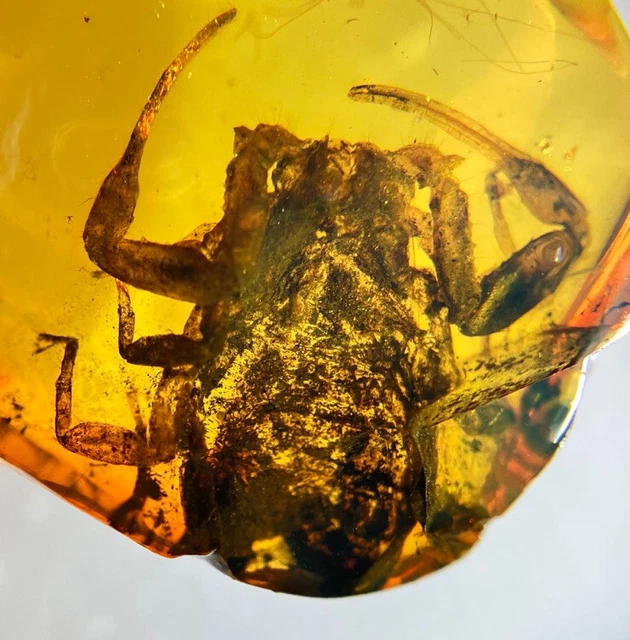 FOSSIL AMBER INSECT burmite Burmese Cretaceous Scorpion Insect Myanmar ...