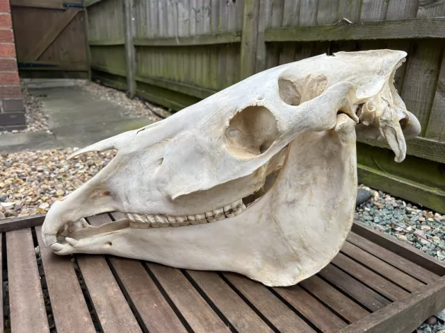 Horse Skull