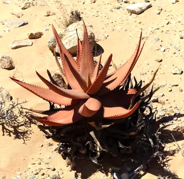 Aloe striata 15-20cm