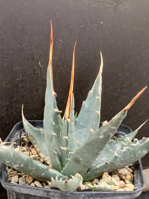 Agave Utahiensis V Eborispina Pot 9Cm D13Cm Hcm