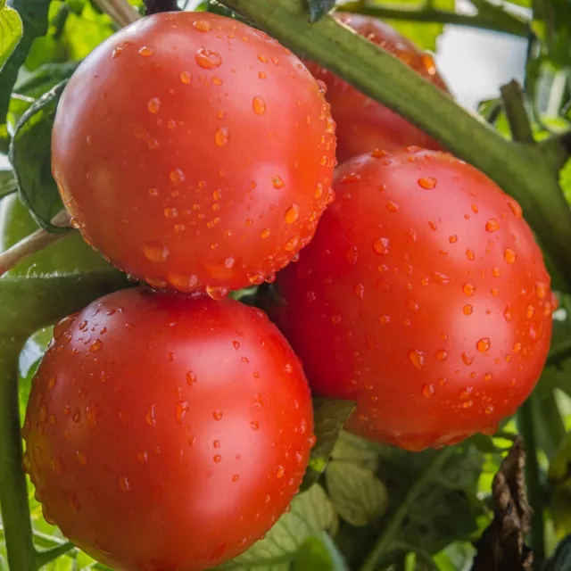 Rutgers Tomato Seeds - Seeds - Organic - Non Gmo - Heirloom Seeds
