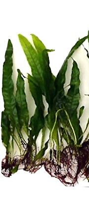 -narrow leaf Java Fern