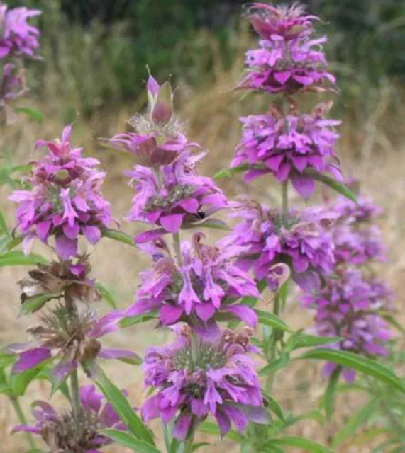 500 Graines de MONARDE CITRON BERGAMOTE non traitées (citronnée) Menthe citron