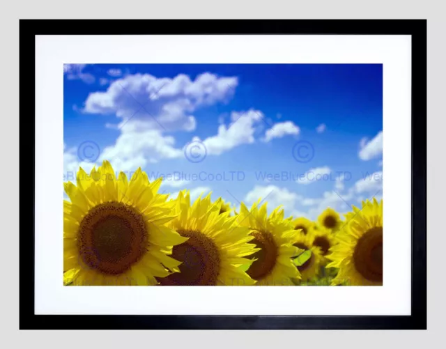 Photo Nature Plant Flower Sunflower Field Yellow Blue Sky Framed Print B12X8633