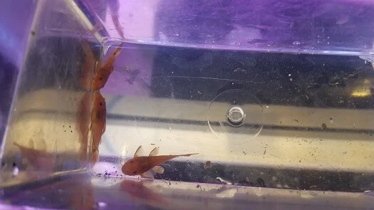 Super Red Bristlenose Plecos 2.5"+