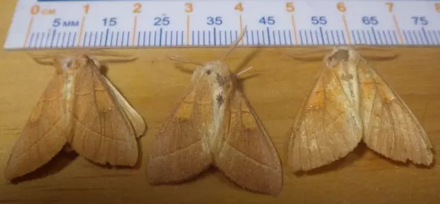 3X White-Dotted Prominent Moths Nadata gibbosa Notodontidae East Central IL H112