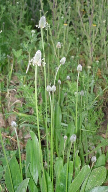 LLANTÉN, PLANTATGE MAJOR HERBORISTERIA ESENCIAS XATIVA