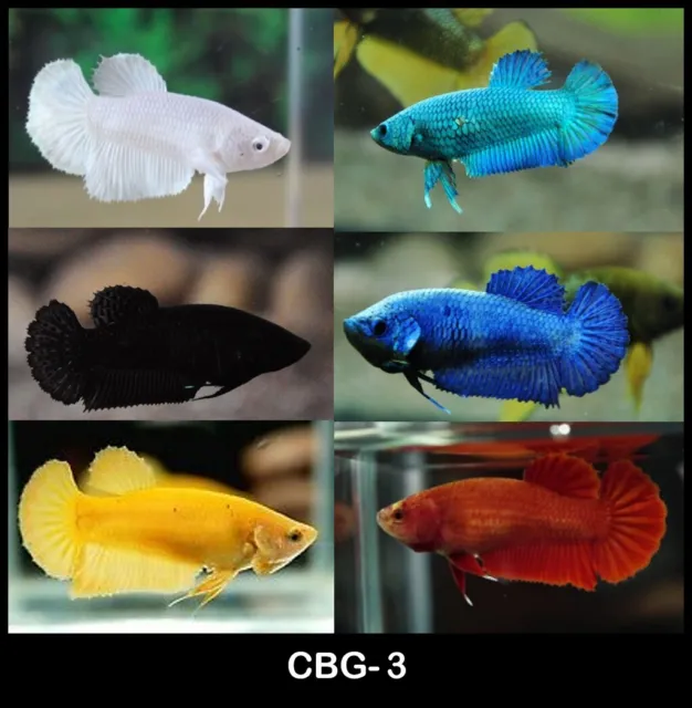 Live Betta Fish Female Sorority High Quality Solid Color HMPK Plakat - USA