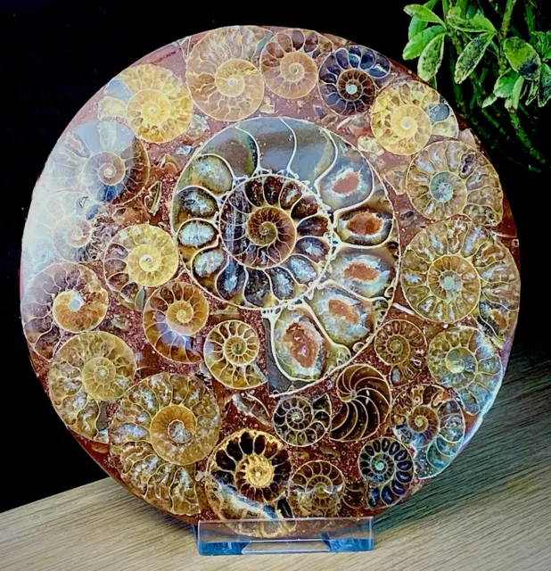 Large Fossil Disc 416 Million Year Old Ammonites Conch Crystal Specimens In Disc