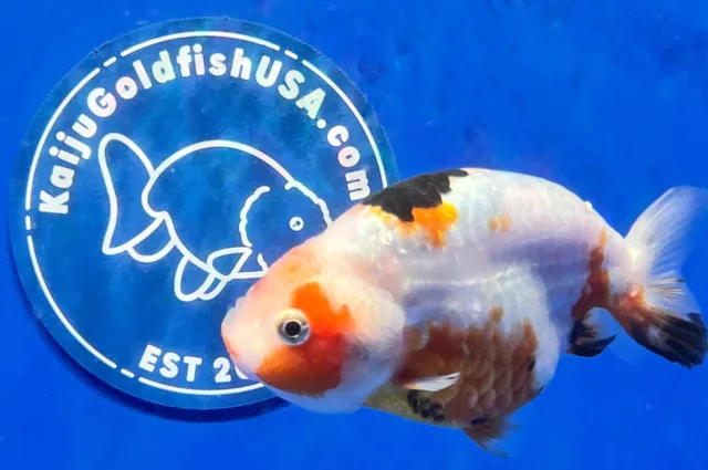 Live Fancy Goldfish Tricolor Ranchu 3.5- 4 inches (1115_01_RC05)