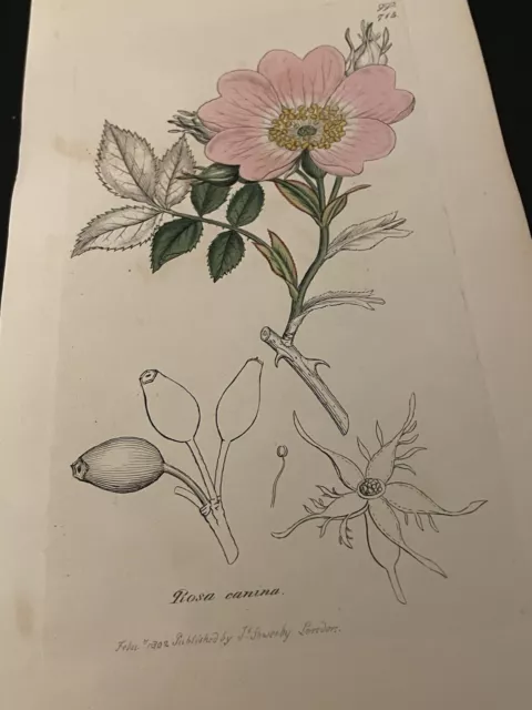 Kupferstich Pflanzenbuch 1837 Handkoloriert Botanik Blumen Vintage Rose