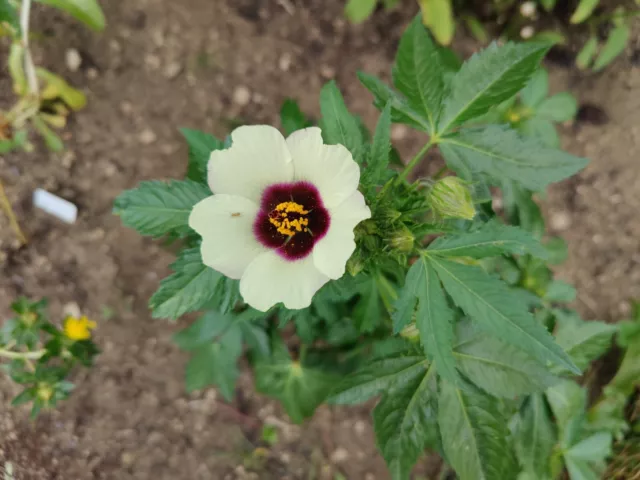 Stundeneibisch Stundenblume weiß, Saatgut Biohof Biogarten blühend